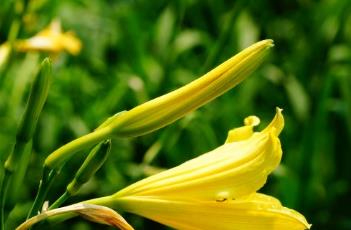 黄花菜 黄花菜的功效与作用