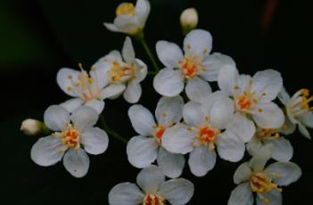 小花溲疏（小花溲疏还叫什么名字）