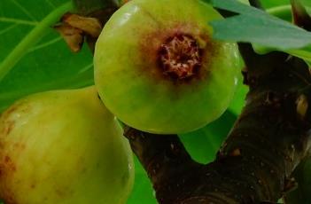 无花果 无花果怎么吃正确方法