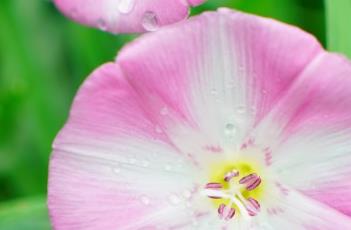 田旋花 田旋花花语