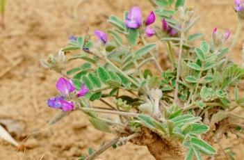 少花米口袋（少花米口袋的功效与图片）