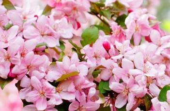 海棠花 海棠花