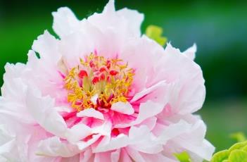 牡丹诗词 牡丹诗词