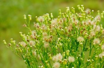 小蓬草 小蓬草能吃吗