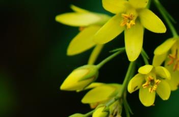 黄连花 黄连花的功效