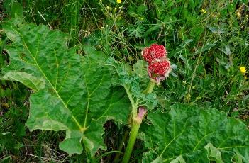 华北大黄 华北大黄