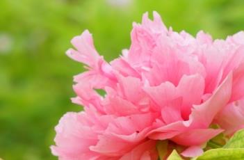 牡丹诗词 牡丹诗词