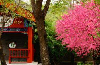 桃花诗词 桃花诗词