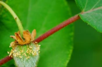 中华猕猴桃 中华猕猴桃