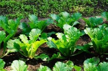 小白菜 小白菜图片