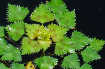 菱形叶 菱形叶子