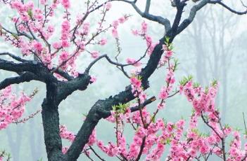 桃花诗词(桃花诗词集锦大全)