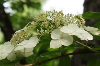 东陵绣球（东陵绣球花语）