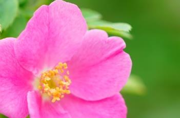 蔷薇诗词（蔷薇诗词七律原创）