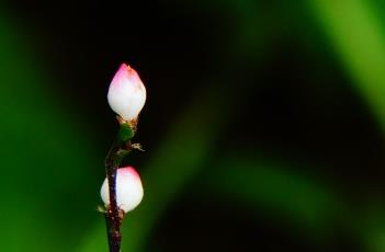 稀花蓼 稀花蓼治乙肝能痊愈吗