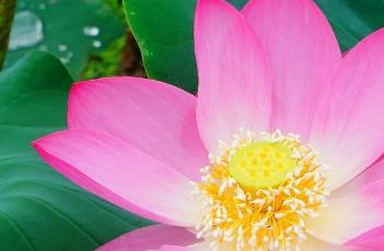 古代莲 古代莲子的意思