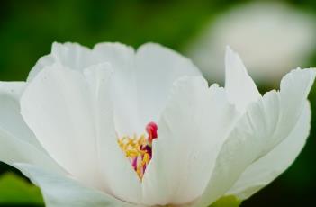 牡丹诗词 牡丹诗词