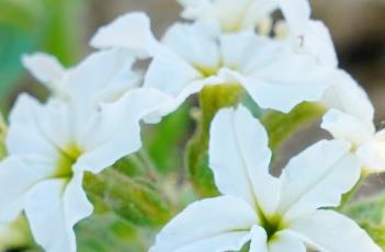 砂引草（砂引草图片）