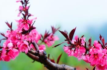 紫奇碧桃（紫叶红花碧桃）