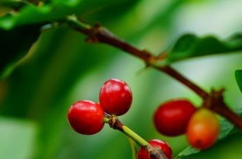 茜草科（茜草科植物有哪些）