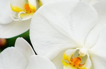 蝴蝶兰花期养护方式