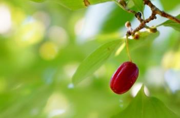 山茱萸