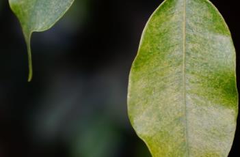 垂叶榕 垂叶榕的功效与作用