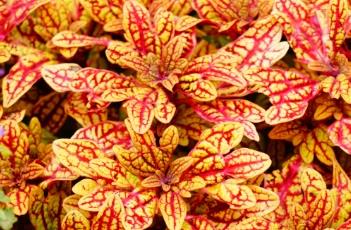 彩叶草的养殖方法