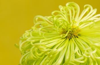 菊花的田间管理