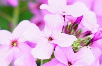 北香花芥 北香花芥图片