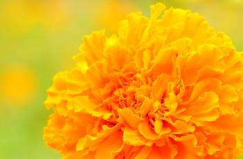 万寿菊（万寿菊的功效与作用）