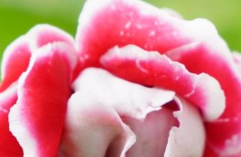 怎么防止大岩桐的常见病害 怎么防止大岩桐的常见病害