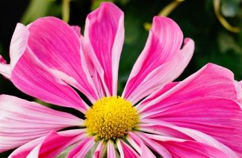 菊花的田间管理