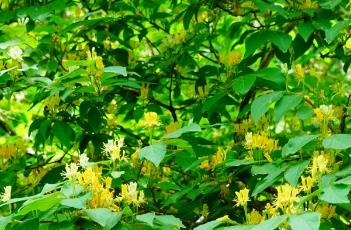 金花忍冬 金花忍冬果实能吃吗