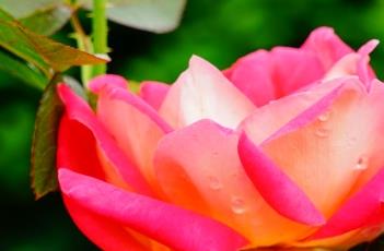 月季花的养殖方法