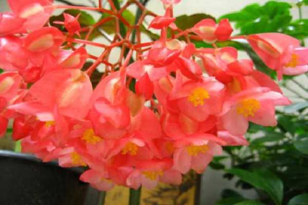 竹节海棠和四季海棠的区别是什么（竹节海棠和秋海棠的区别）