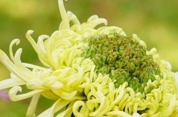 盆栽菊花的养殖方法