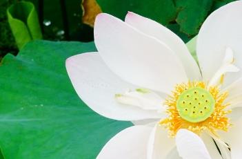 瑶池幻影（瑶池幻影什么意思）