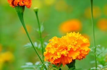 万寿菊的栽培技术 万寿菊的栽培技术