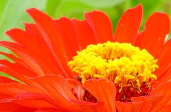 百日菊的田间管理