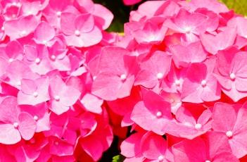 绣球花的繁殖方法 绣球花的繁殖方法及养殖方法