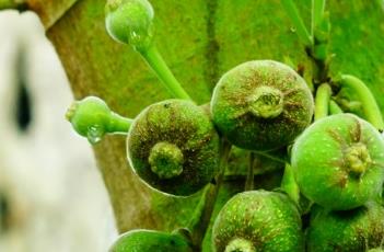 大果榕（大果榕和无花果的区别）