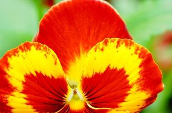 三色堇(三色堇花语)