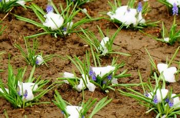 风信子的养殖方法