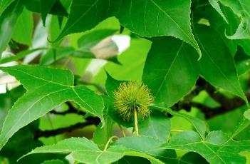 枫香树