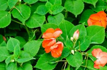 非洲凤仙花的生长习性（非洲凤仙花是多年生植物吗）