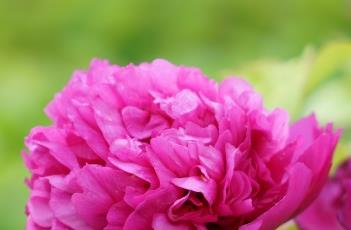 牡丹花的繁殖方法