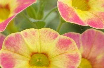 百万小铃的养殖方法