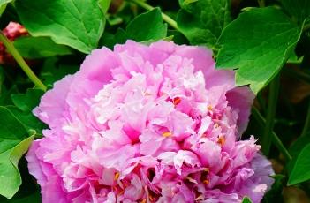 牡丹花的栽培技术