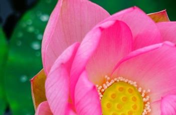 粉精灵 巫师三麻药粉精灵